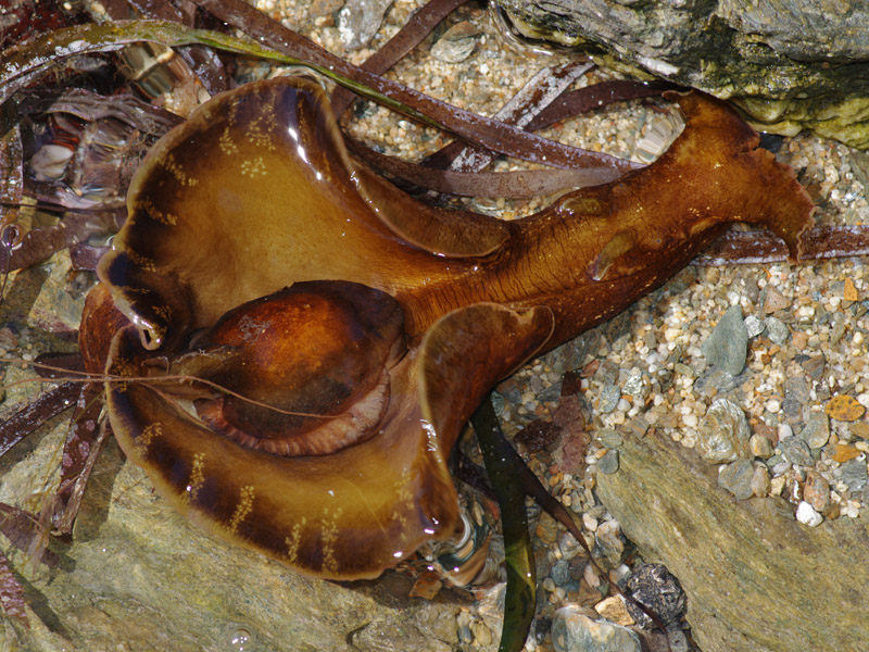 Aplysia sp, Mare Egeo, 06.2011